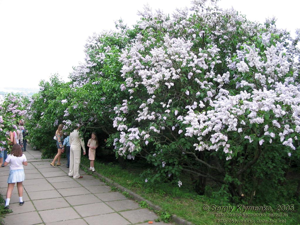 Фото Киева. Национальный Ботанический сад им. Н. Н. Гришко НАН Украины; май, цветет сирень.
