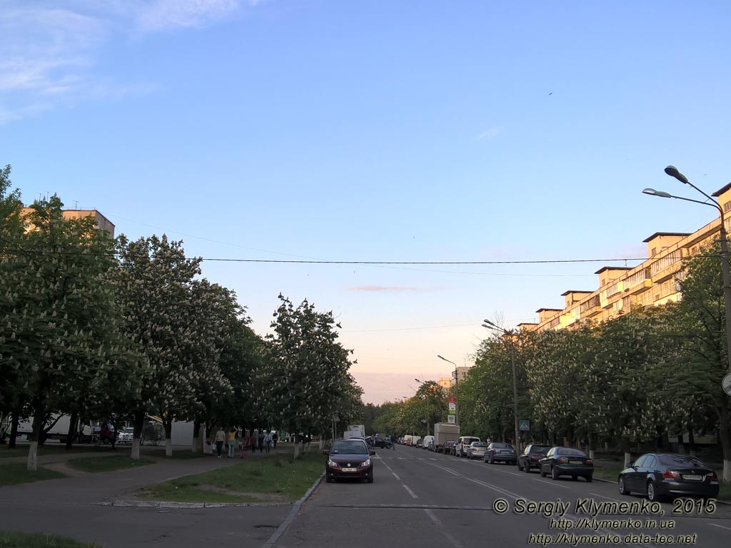 Фото Киева. Цветут каштаны, май 2015.