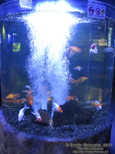 Фото Киева. Океанариум «Морская сказка». Золотые рыбки (Carassius auratus).