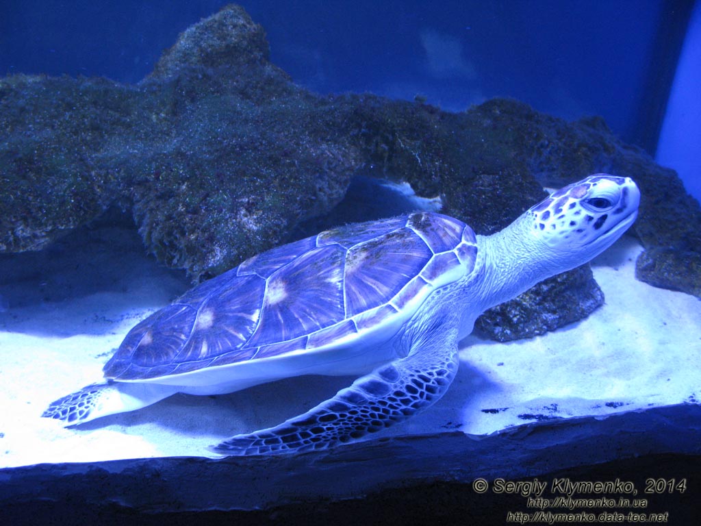 Фото Киева. Океанариум «Морская сказка». Зелёная морская черепаха (Chelonia mydas).