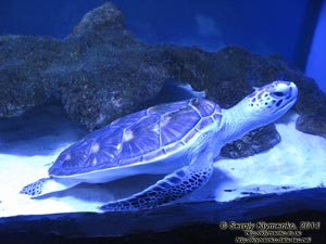Фото Киева. Океанариум «Морская сказка». Зелёная морская черепаха (Chelonia mydas).