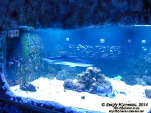 Фото Киева. Океанариум «Морская сказка». «Акулий дом» - самый большой (17-тонный) аквариум с Чернопёрыми рифовыми акулами (Carcharhinus melanopterus).
