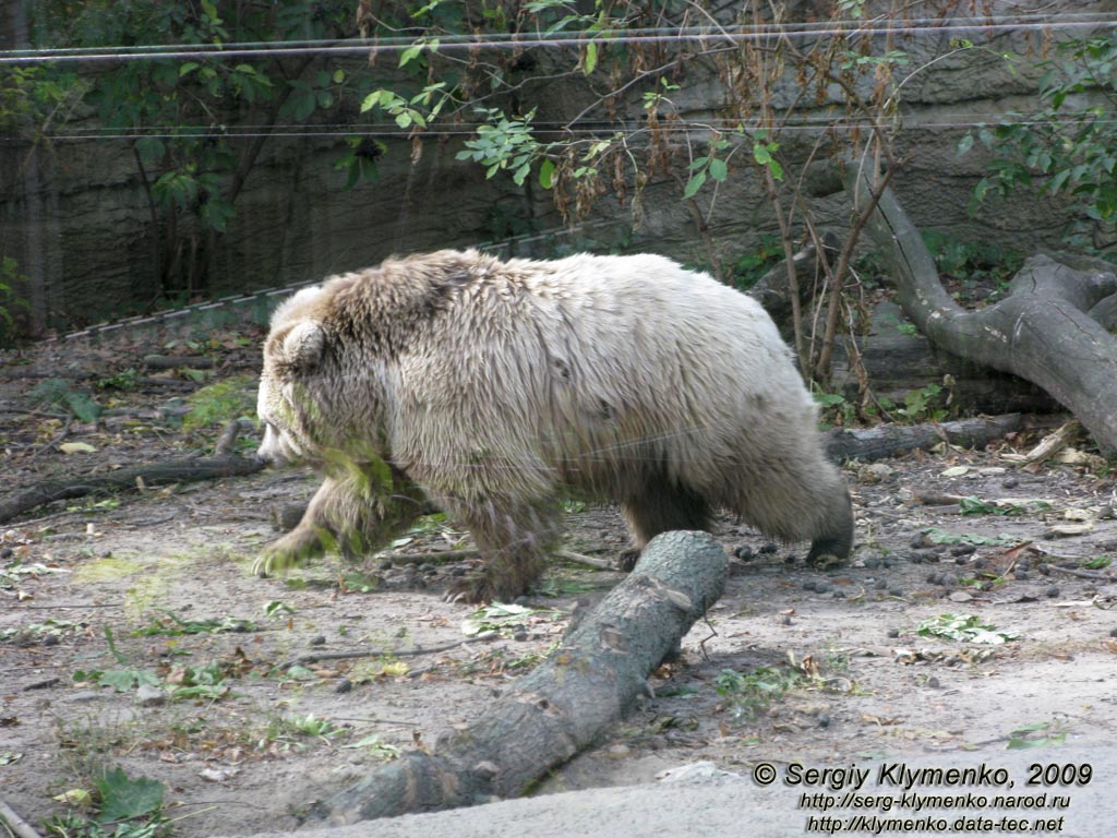 Фото Киева. Киевский Зоопарк. Медведь бурый тянь-шанський.
