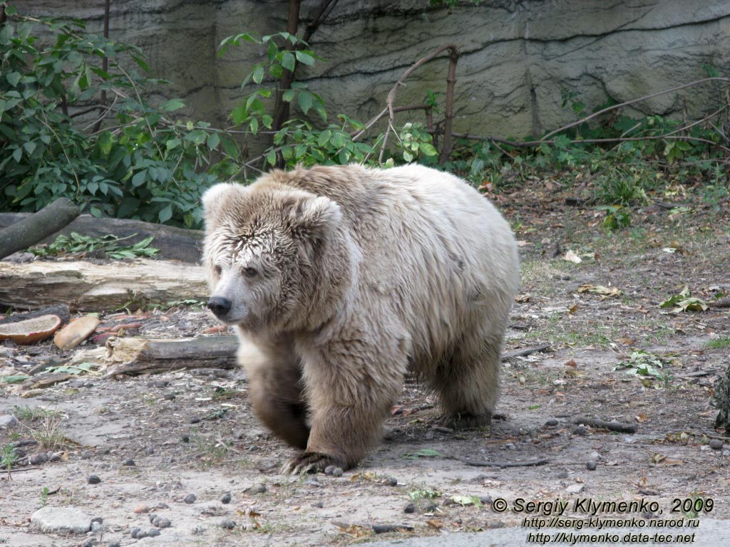 Фото Киева. Киевский Зоопарк. Медведь бурый тянь-шанський.