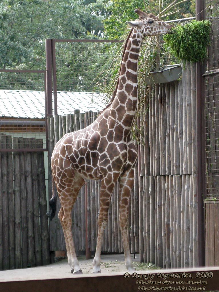 Фото Киева. Киевский Зоопарк. Сетчатый жираф.