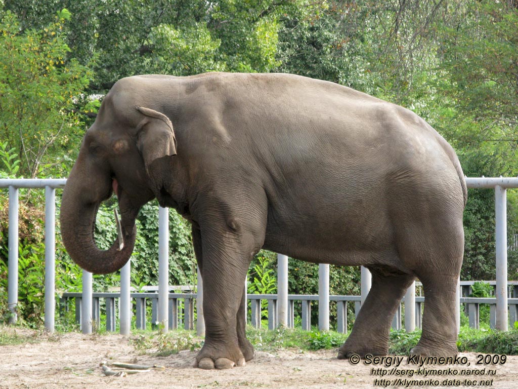 Фото Киева. Киевский Зоопарк. Азиатский слон.