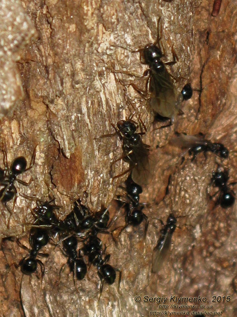 Белая Церковь, Александрийский парк. Фото. Чёрные садовые муравьи (Lasius niger) - миниатюрная жизнь на дубе-великане.