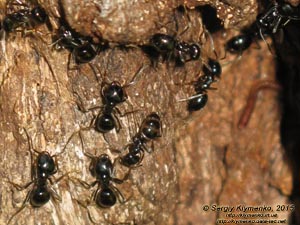 Белая Церковь, Александрийский парк. Фото. Чёрные садовые муравьи (Lasius niger) - миниатюрная жизнь на дубе-великане.