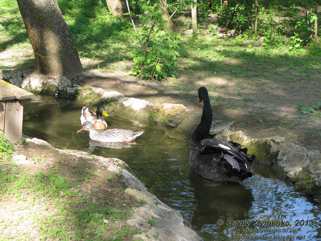 Херсонская область. Аскания-Нова. Фото. В зоопарке. Утки и черный лебедь.