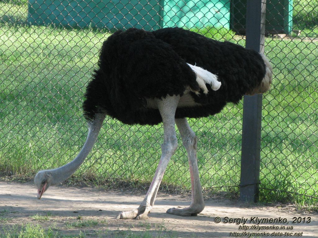 Херсонская область. Аскания-Нова. Фото. В зоопарке. Африканский страус (Struthio camelus).