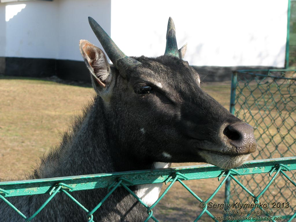 Херсонская область. Аскания-Нова. Фото. В зоопарке. Нильгау (Boselaphus tragocamelus).