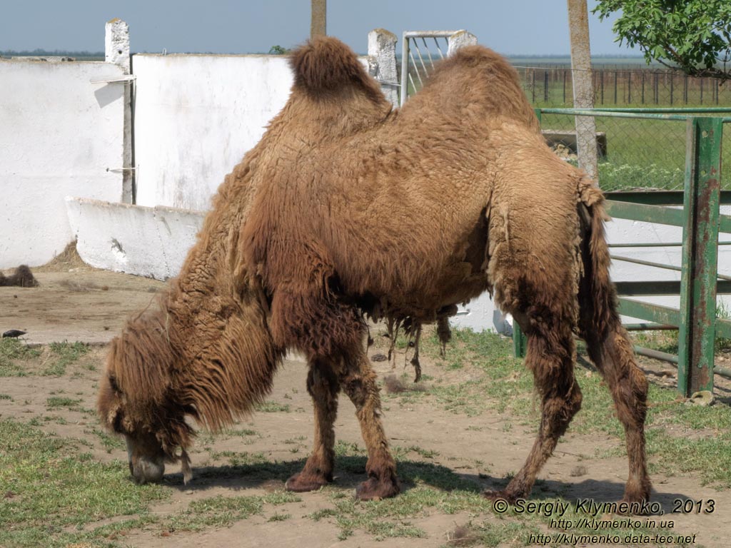 Херсонская область. Аскания-Нова. Фото. В зоопарке. Двугорбый верблюд (Camelus bactrianus).