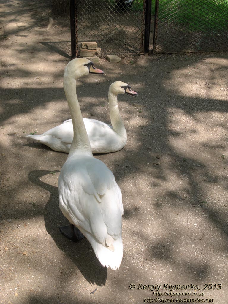 Херсонская область. Аскания-Нова. Фото. В зоопарке. Лебедь-шипун (Cygnus olor).