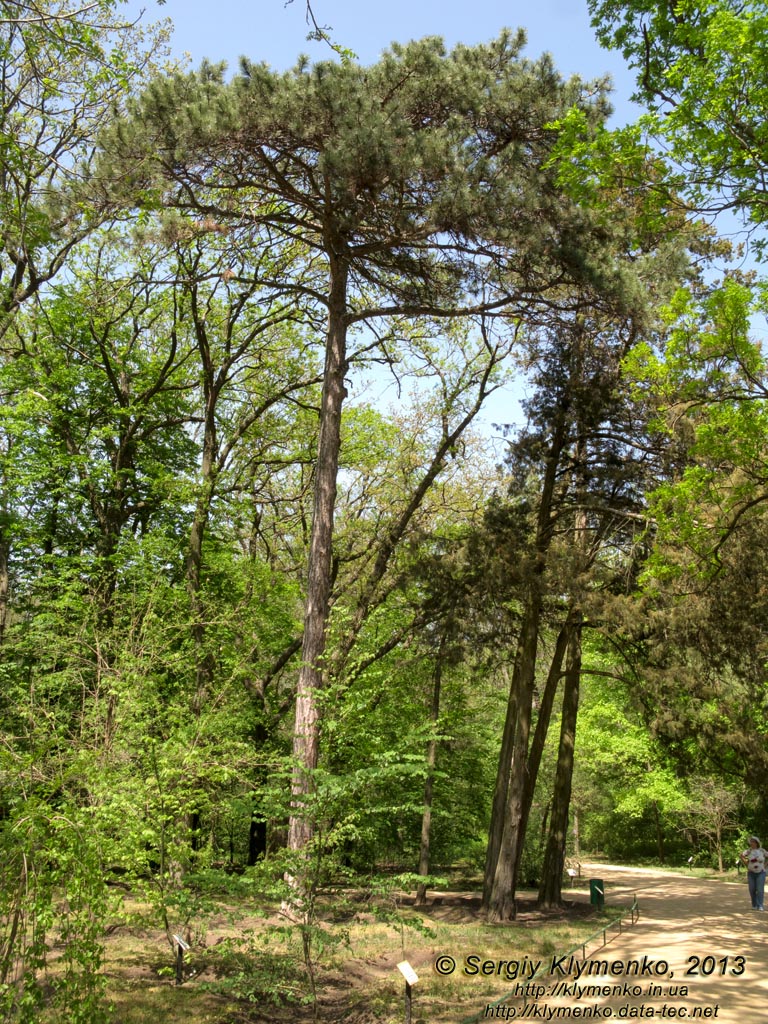 Херсонская область. Аскания-Нова. Фото. В дендропарке. Можжевельник виргинский (Juniperus virginiana).