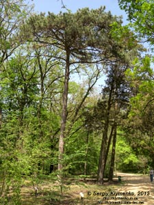Херсонская область. Аскания-Нова. Фото. В дендропарке. Можжевельник виргинский (Juniperus virginiana).