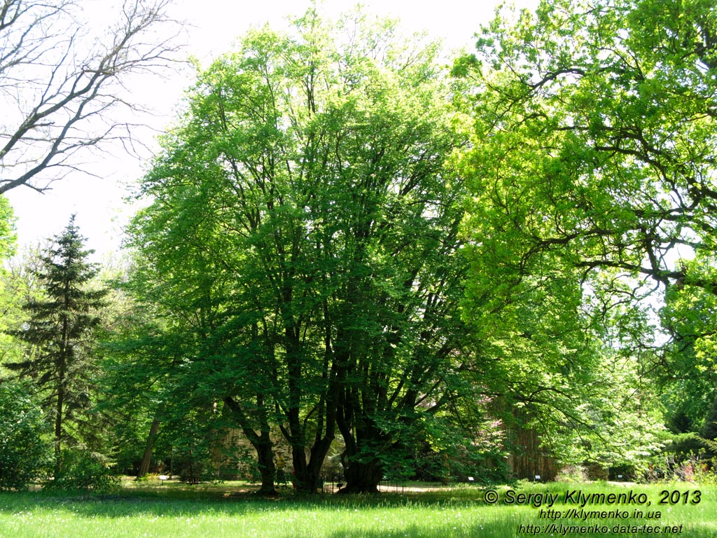 Херсонская область. Аскания-Нова. Фото. В дендропарке. Граб обыкновенный (Carpinus betulus)