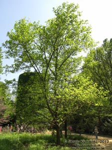 Херсонская область. Аскания-Нова. Фото. В дендропарке. Лириодендрон тюльпановый (Liriodendron tulipifera). Общий вид дерева.