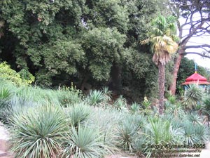 Крым. Никитский ботанический сад, кактусы (слева от декоративной беседки).
