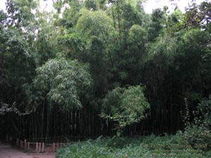 Крым. Никитский ботанический сад, бамбуковая роща чуть выше Нижней колоннады.