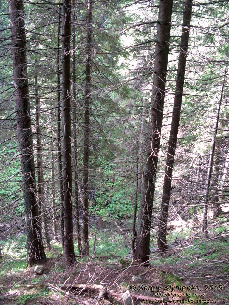 Фото Карпат. Вид с лесной тропы к Говерле. «Зелёный» маршрут.