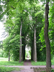 Подолье. Самчики. Фото. Дворцово-парковый ансамбль «имение Самчики». Аллея липы американской зеленой (эуклера), ведущая к беседке.