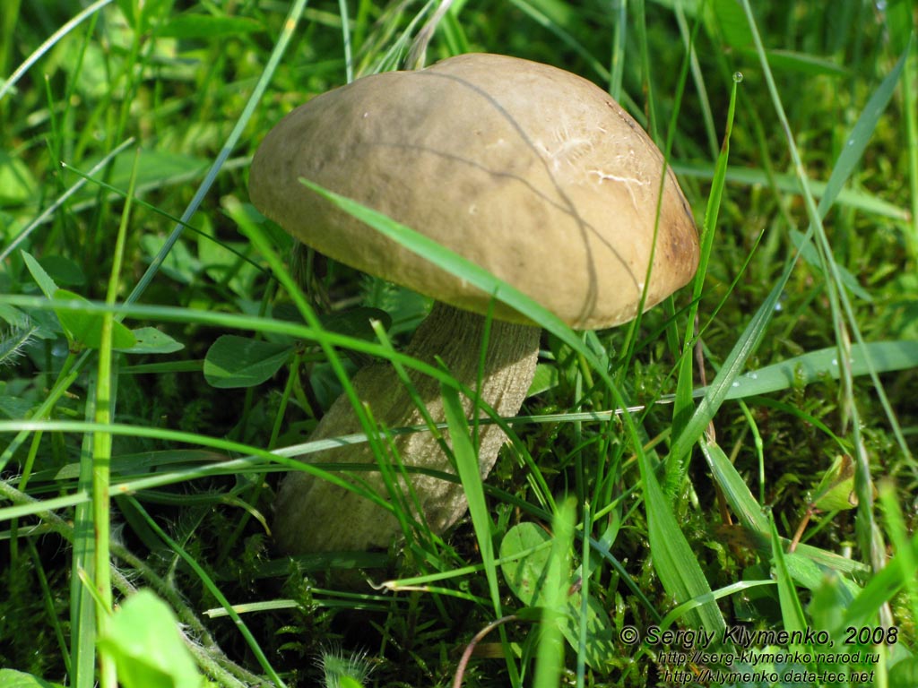 Ивано-Франковская область. Карпаты. Фото. Белый гриб (Boletus edulis)