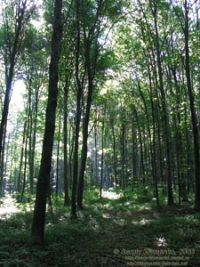 Ивано-Франковская область. Карпатские пейзажи. Летним солнечным днем в лесу.