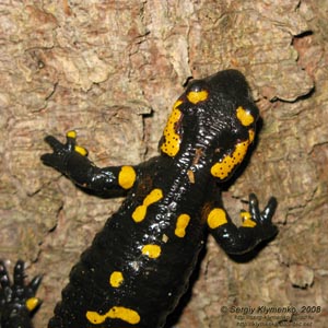 Ивано-Франковская область. Карпаты. Фото. Огненная саламандра или пятнистая саламандра, обыкновенная саламандра (Salamandra salamandra).