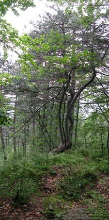 Ивано-Франковская область. В лесу на горе (неподалеку от Яблунова).