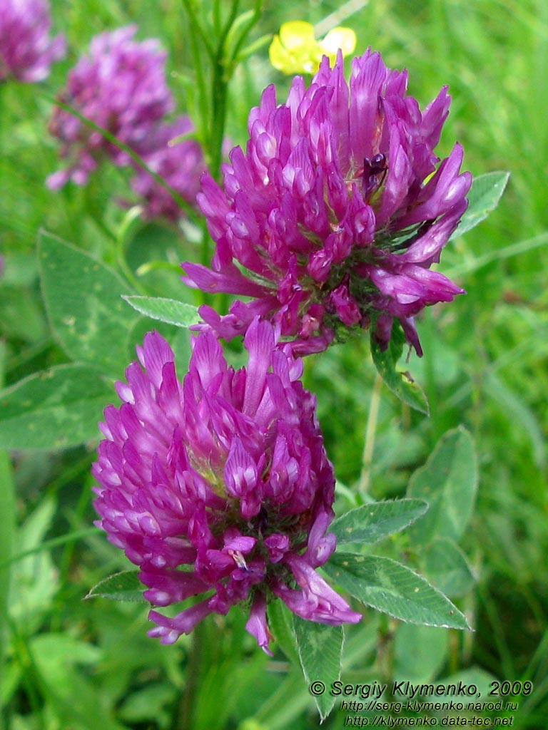 Львовская область. Карпаты близ Славского. Фото. Клевер луговой (Trifolium pratense)