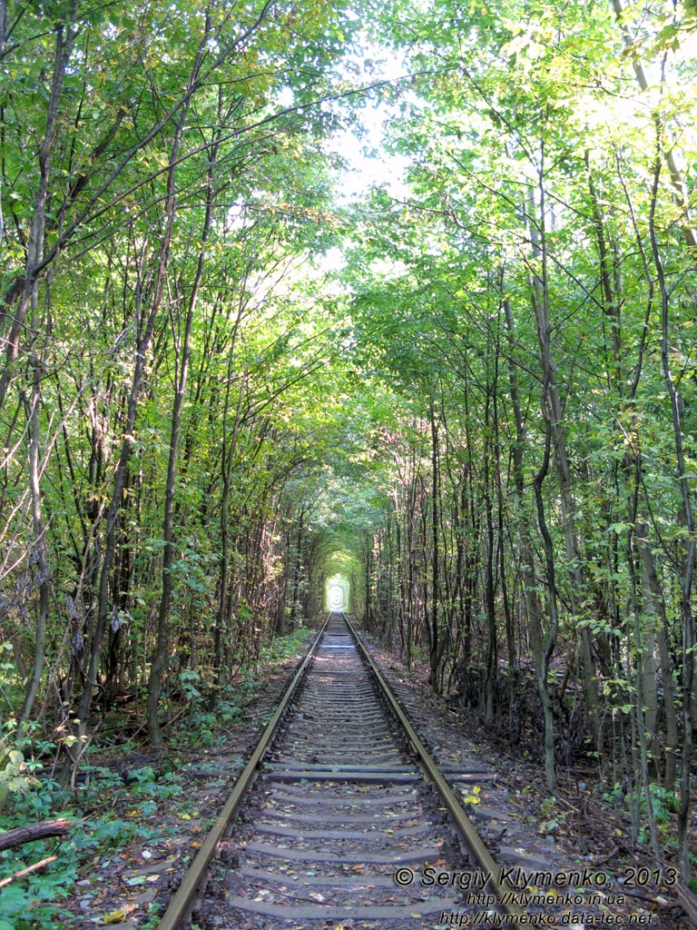 Ровенщина. Клевань. Фото. «Туннель любви».