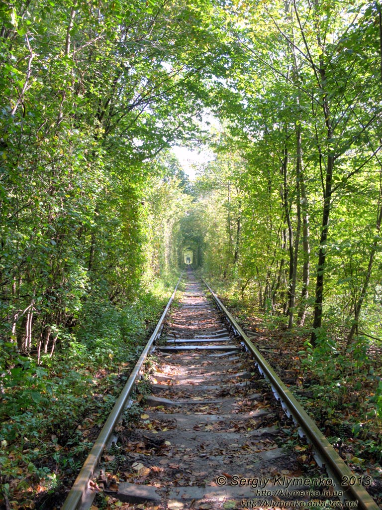 Ровенщина. Клевань. Фото. «Туннель любви».