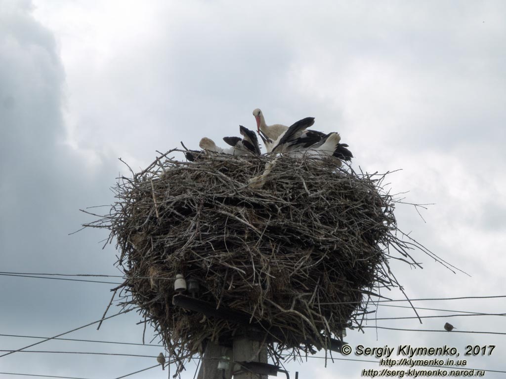 Черниговская область. Фото. Лемеши. Белый аист (Ciconia ciconia) кормит птенцов в гнезде на столбе электропередач.