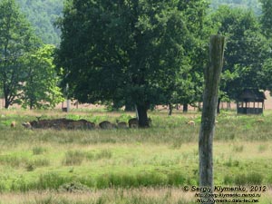 Закарпатская область, возле села Иза. Фото. Ферма по разведению пятнистых оленей (Cervus nippon).