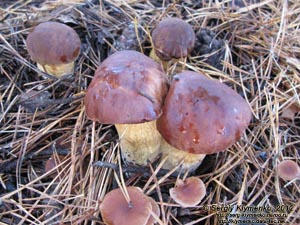 Черниговщина. Фото. Польские грибы (Boletus badius) в леске возле автодороги E101 (Киев-Кипти-Глухов-Бачевск-Москва).
