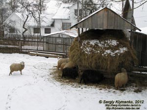 Закарпатье, село Лазещина. Фото. Овцы в одном из дворов.