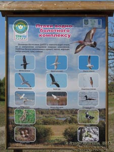 Волынь, Шацкие озёра. Фото. Щит с информацией о птицах водно-болотного комплекса.