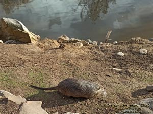 Фото Карпат, Ивано-Франковская область. Яремче. Нутрия (Myocastor coypus) на берегу пруда возле вольерного хозяйства.