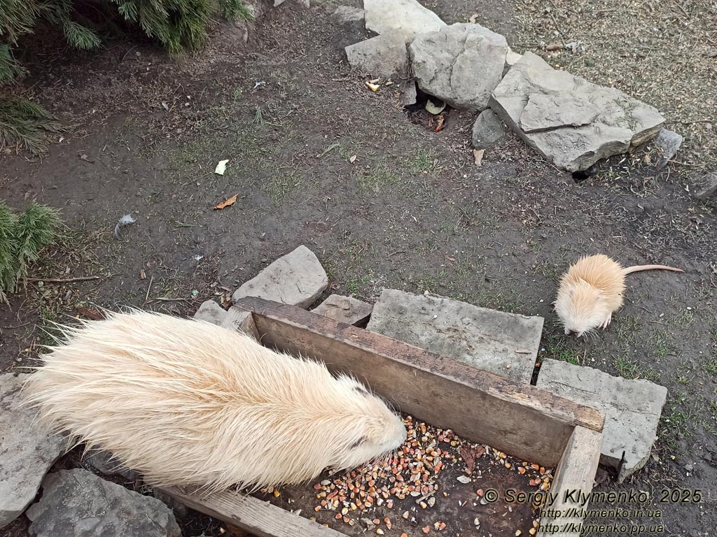 Фото Карпат, Ивано-Франковская область. Яремче. Белые нутрии (Myocastor coypus) на берегу пруда возле вольерного хозяйства.