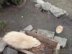 Фото Карпат, Ивано-Франковская область. Яремче. Белые нутрии (Myocastor coypus) на берегу пруда возле вольерного хозяйства.