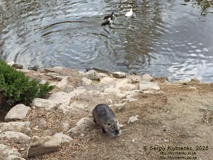 Фото Карпат, Ивано-Франковская область. Яремче. Нутрия (Myocastor coypus) на берегу пруда возле вольерного хозяйства.