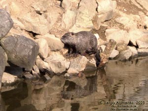 Фото Карпат, Ивано-Франковская область. Яремче. Нутрия (Myocastor coypus) на берегу пруда возле вольерного хозяйства.