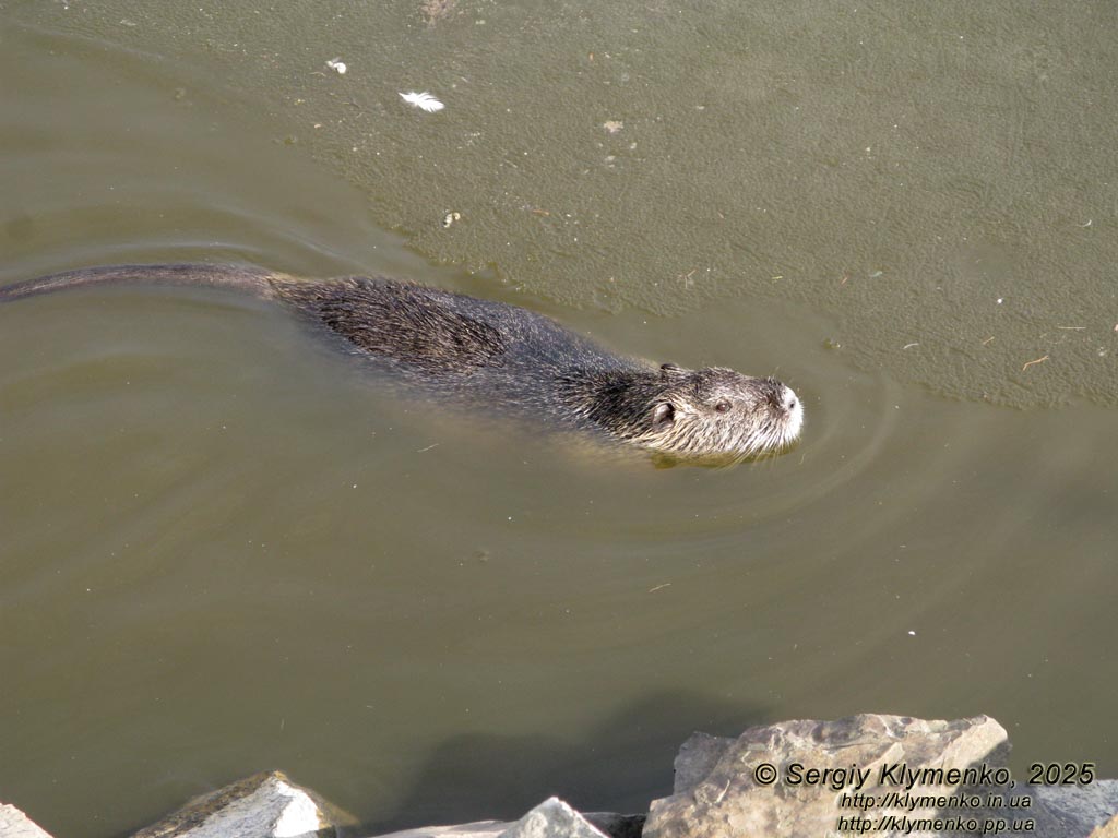 Фото Карпат, Ивано-Франковская область. Яремче. Нутрия (Myocastor coypus) в пруде возле вольерного хозяйства.