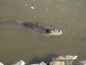 Фото Карпат, Ивано-Франковская область. Яремче. Нутрия (Myocastor coypus) в пруде возле вольерного хозяйства.